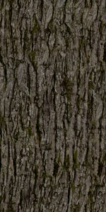 extracted_trunk.jpg