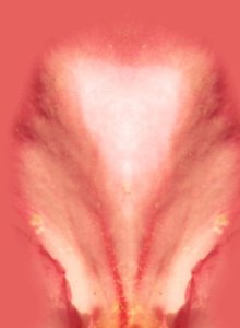 extracted_sakura.jpg