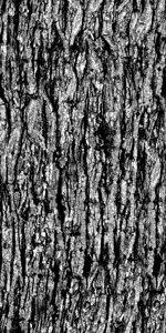 extracted_trunk_bump.jpg