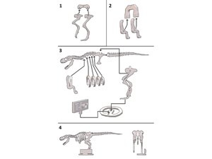 extracted_T-rex_Instructions.png