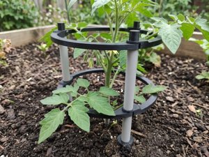 extracted_Tomato_Case_Rankhilfe_2.webp