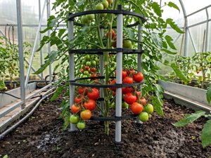extracted_Tomato_Case_Rankhilfe_3.webp