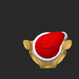 extracted_top_1.png